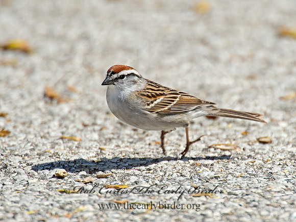 Spizella passerina  CHIPPING SPARROW 9021280z