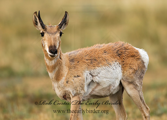 Antilocapra americana  PRONGHORN 7011585z