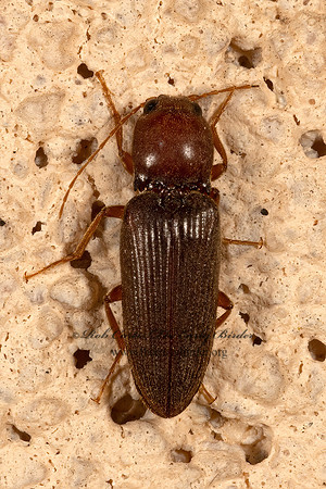 Aptopus peregrinus  CLICK BEETLE 3036328z