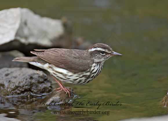 Parkesia motacilla  LOUISIANA WATERTHRUSH 9010887z