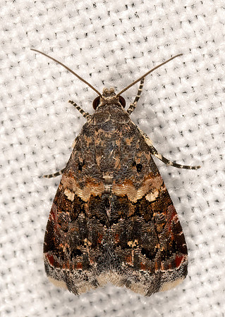 Tripudia luxuriosa  LUXURIUS TRIPUDIA MOTH 3033238z