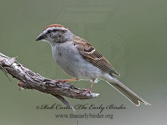Spizella passerina  CHIPPING SPARROW 3035119z
