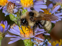 Bombus (Psithyrus) insularis INDESCRIMINATE CUCKOO BUMBLEBEE 3024373z