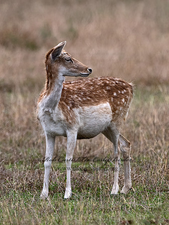Axis axis  AXIS DEER 3031743z