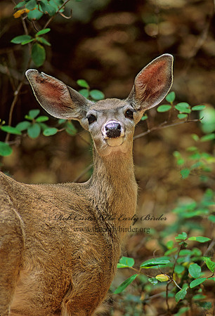 Odocoileus hemionus eremicus  DESERT MULE DEER 95402z