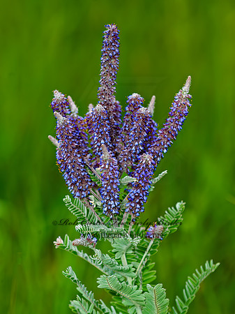 Amorpha canescens  LEADPLANT 5010038z