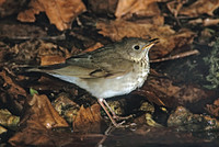 Catharus minimus  GRAY-CHEEKED THRUSH 190836z