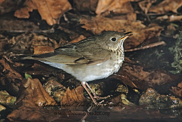 Catharus minimus  GRAY-CHEEKED THRUSH 190836z