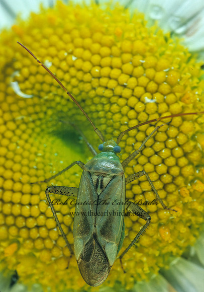 Adelphocoris lineolatus 176701z