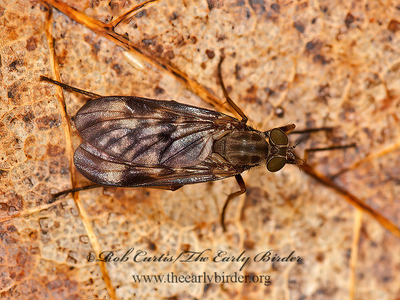 Rhagio punctipennis  SNIPE FLY 9032632z