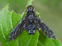 Anthracinae