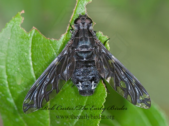 Xenox tigrinus  ANTHRACINI BEE FLY 6010885z
