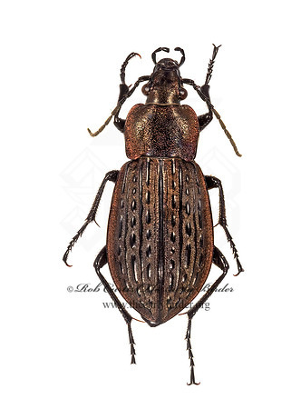 Carabus maeander 9015889rz