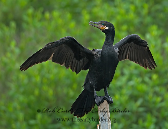 Nannopterum brasilianum  NEOTROPIC CORMORANT 7004647z