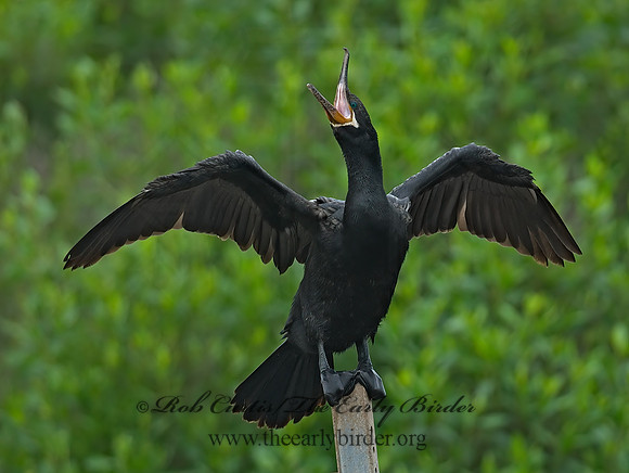 Nannopterum brasilianum  NEOTROPIC CORMORANT 7004644z