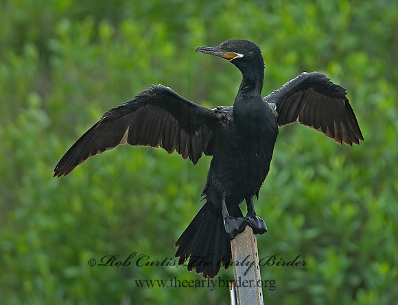 Nannopterum brasilianum  NEOTROPIC CORMORANT 7004639z