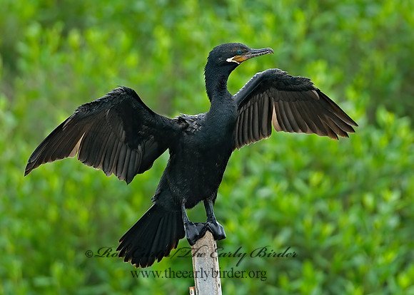 Nannopterum brasilianum  NEOTROPIC CORMORANT 7004641z