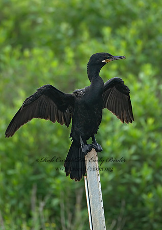 Nannopterum brasilianum  NEOTROPIC CORMORANT 7004649z