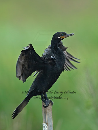 Nannopterum brasilianum  NEOTROPIC CORMORANT 7004613z