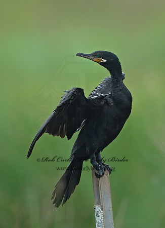 Nannopterum brasilianum  NEOTROPIC CORMORANT 7004616z
