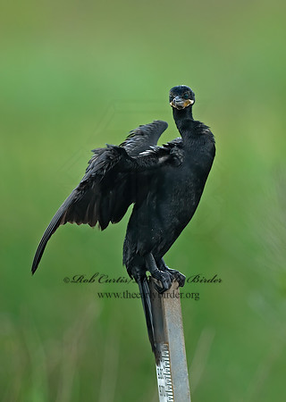 Nannopterum brasilianum  NEOTROPIC CORMORANT 7004618z
