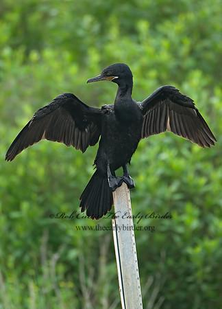 Nannopterum brasilianum  NEOTROPIC CORMORANT 7004650z
