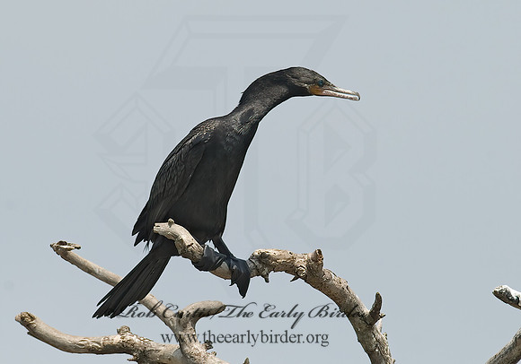 Nannopterum brasilianum  NEOTROPIC CORMORANT 7002462z