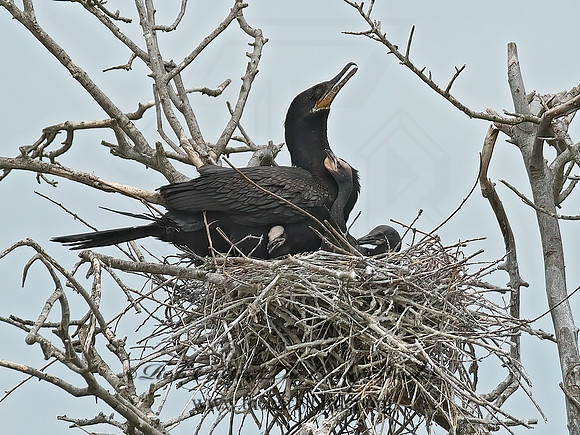 Nannopterum brasilianum  NEOTROPIC CORMORANT 7002441z