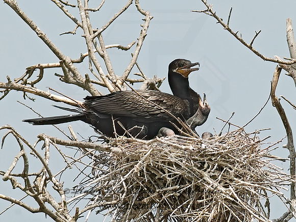 Nannopterum brasilianum  NEOTROPIC CORMORANT 7002444z