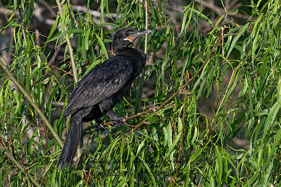 Nannopterum brasilianum  NEOTROPIC CORMORANT 3029406z