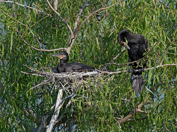 Nannopterum brasilianum  NEOTROPIC CORMORANT 3029396z