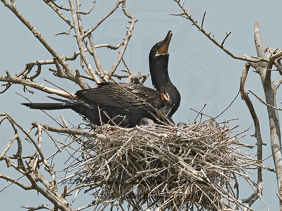 Nannopterum brasilianum  NEOTROPIC CORMORANT 7002445z