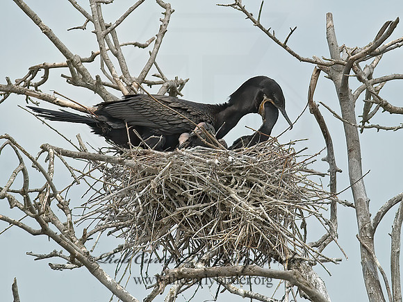 Nannopterum brasilianum  NEOTROPIC CORMORANT 7002447z