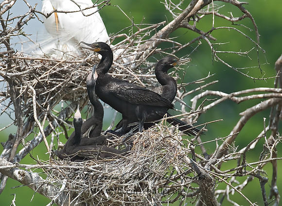 Nannopterum brasilianum  NEOTROPIC CORMORANT 7002454z