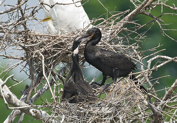 Nannopterum brasilianum  NEOTROPIC CORMORANT 7002457z