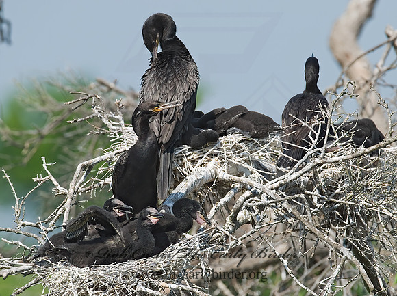 Nannopterum brasilianum  NEOTROPIC CORMORANT 7002538z