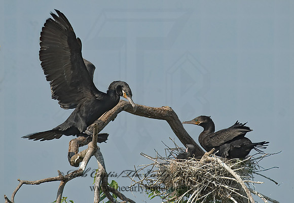 Nannopterum brasilianum  NEOTROPIC CORMORANT 7002573z