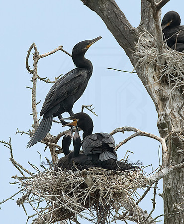 Nannopterum brasilianum  NEOTROPIC CORMORANT 7003869z