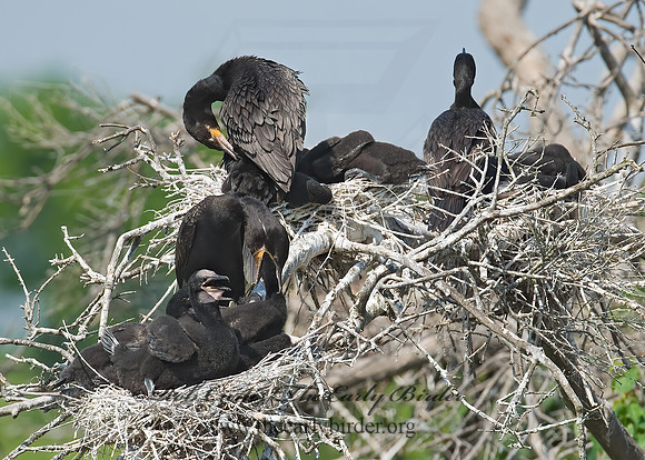 Nannopterum brasilianum  NEOTROPIC CORMORANT 7002542z
