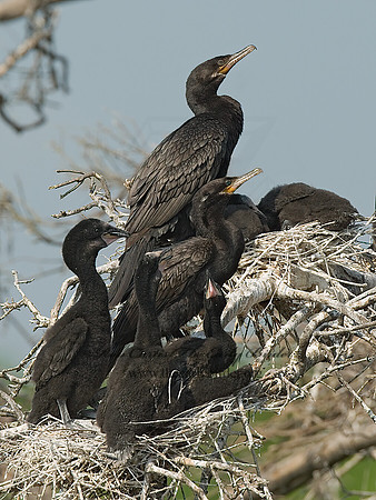 Nannopterum brasilianum  NEOTROPIC CORMORANT 7002584z