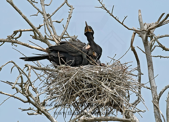 Nannopterum brasilianum  NEOTROPIC CORMORANT 7002435z