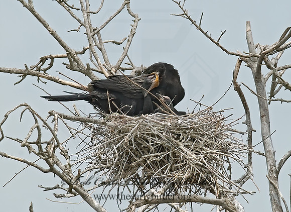 Nannopterum brasilianum  NEOTROPIC CORMORANT 7002436z