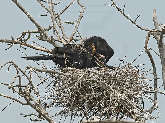 Nannopterum brasilianum  NEOTROPIC CORMORANT 7002437z