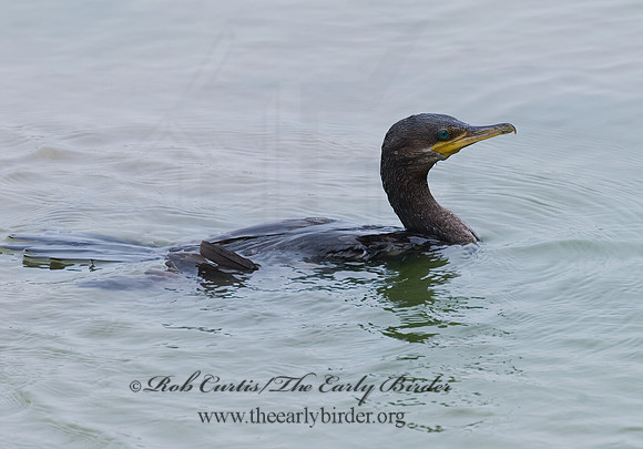 Nannopterum brasilianum  NEOTROPIC CORMORANT 6022805z