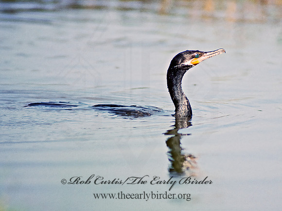 Nannopterum brasilianum  NEOTROPIC CORMORANT 67916z