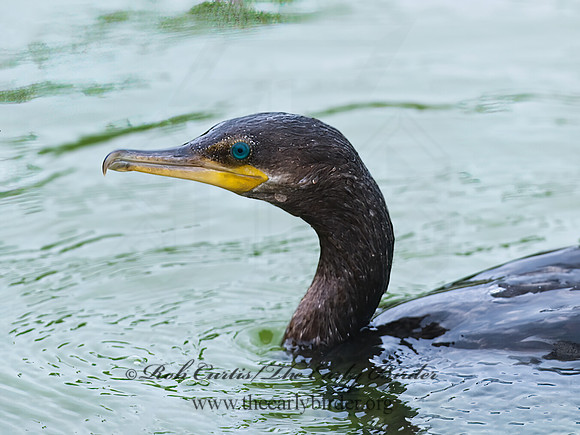 Nannopterum brasilianum  NEOTROPIC CORMORANT 6022807z