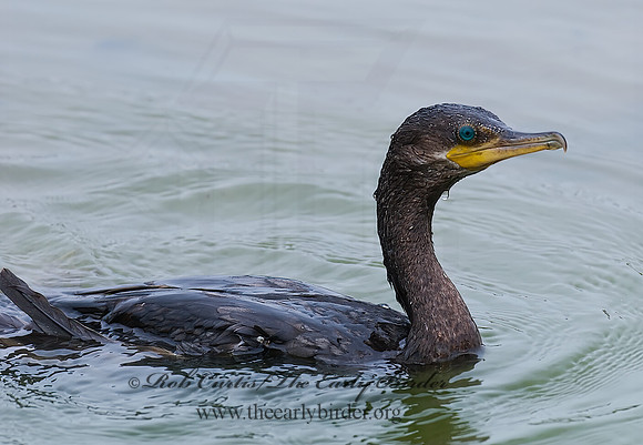 Nannopterum brasilianum  NEOTROPIC CORMORANT 6022806z