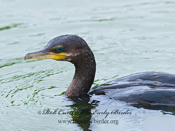 Nannopterum brasilianum  NEOTROPIC CORMORANT 6022808z