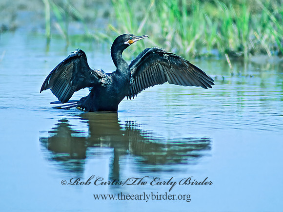 Nannopterum brasilianum  NEOTROPIC CORMORANT 67727z