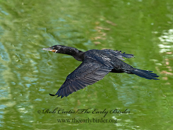 Nannopterum brasilianum  NEOTROPIC CORMORANT 6038700z